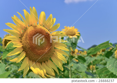 Sunflower, blue sky back 28888237
