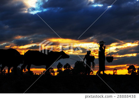 Family farmers are cattle at sunset. 28888438