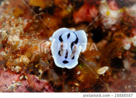 Misole Umizushi 28888587