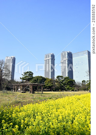 Tokyo City landscape Hamarikyū Imperial garden 28888592