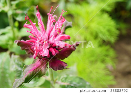 Pink Tsutsubuna 28888792