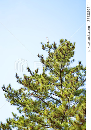 Pine and blue sky Pine and blue sky 28888924