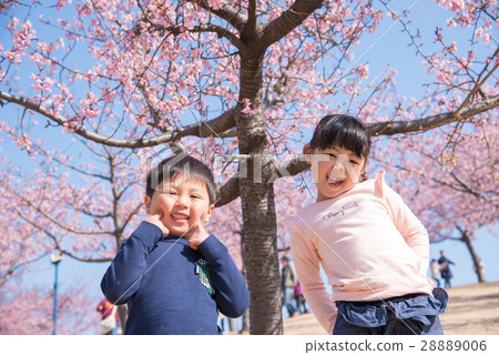 Cherry blossoms and children 28889006