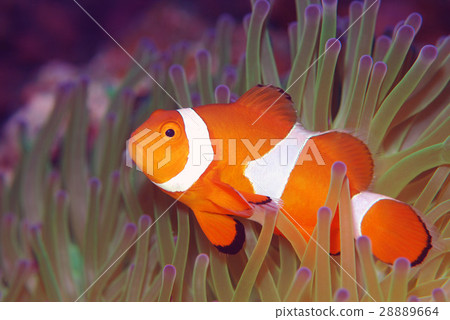 小丑anemonefish 小丑anemonefish 28889664