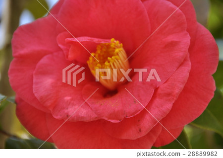 Camellia 28889982