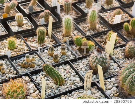 Lots of cacti growing in pots 28890796
