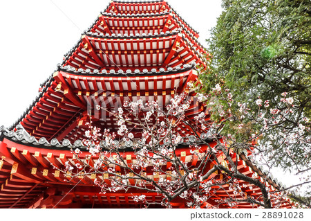 Plum and five-storied pagoda 28891028