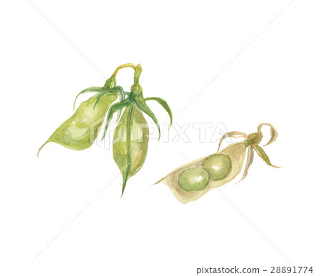 Lenticular bean sauce 28891774