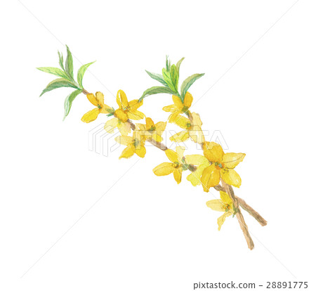 Renata Forsythia 28891775