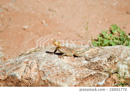 Lizard of all colors on a trunk in a garden Lizard of all colors on a trunk in a garden 28891778