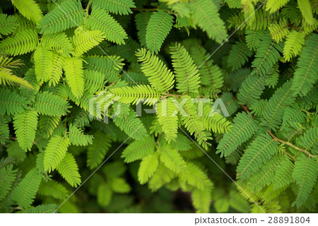 Acacia green leaves nature background top view Acacia green leaves nature background top view 28891804