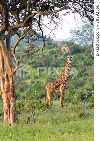 Giraffe in the savanna Giraffe in the savanna 28892360