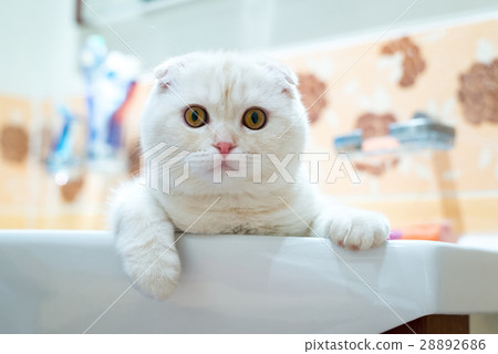Scottish Fold kitten lying in  sink in  bathroom 28892686