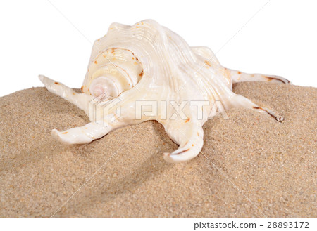 Seashell in beach sand on a white Seashell in beach sand on a white 28893172