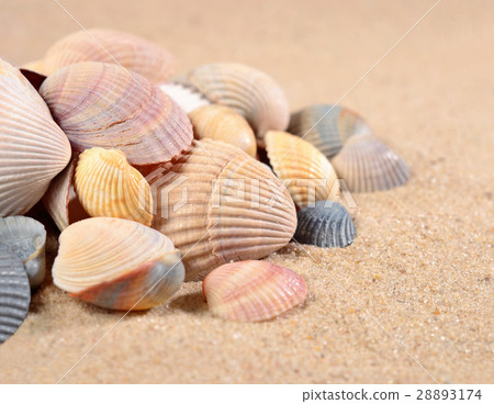 Seashells close-up in a sand Seashells close-up in a sand 28893174