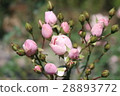 Bud of Roses 28893772