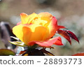 Two color rose 28893773