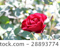 A red rose 28893774