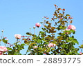 Rose and blue sky 28893775