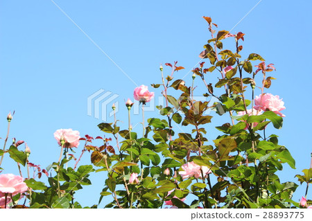 Rose and blue sky Rose and blue sky 28893775