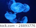 Swim Jellyfish 28893776