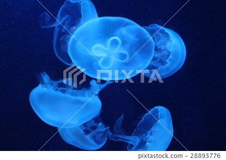 游泳水母 游泳水母 28893776