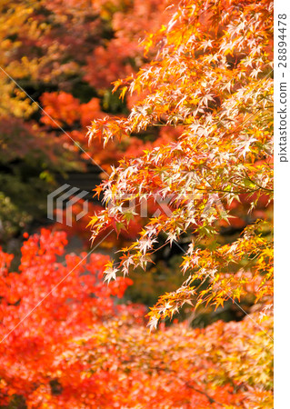 Autumn leaves of Tofukuji 28894478