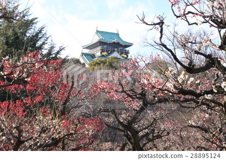 Osaka Castle plum forest Osaka Castle plum forest 28895124