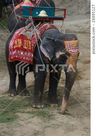 Elephant Elephant 28895127