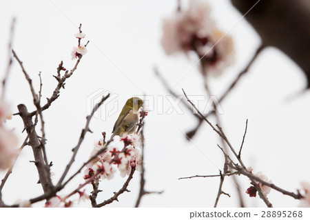 梅花和白眼 28895268