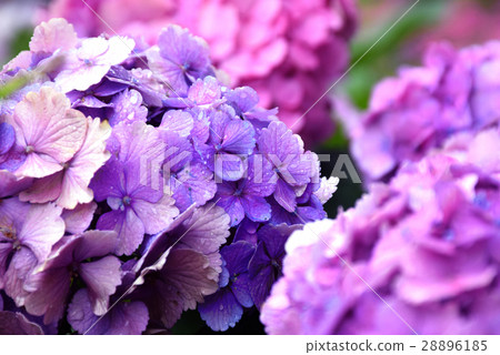 Hydrangea hydrangea rainy season violet outdoor 28896185
