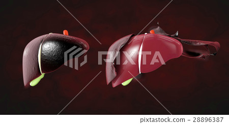 Human infection liver and renewed. Medical science 28896387