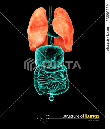 Human Lungs, 3d Illustartion isolated black 28896389
