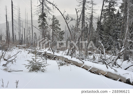 Foggy winter landscape with fallen tree . 28896621
