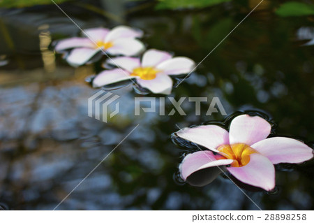 PInk Plumeria flowers floating on water 28898258