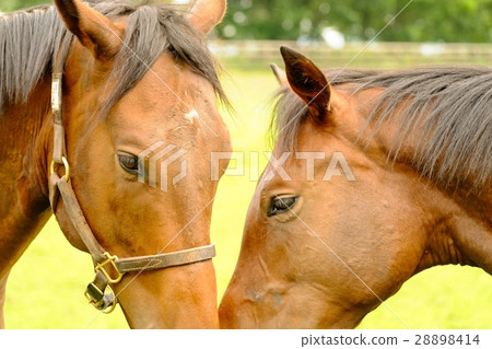 Thoroughbred Thoroughbred 28898414