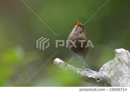 Misozai（早春的推特） 28898714