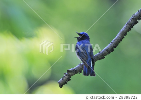 嘰嘰喳喳鳴叫 28898722