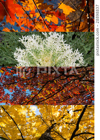 Nature Nature 28898837