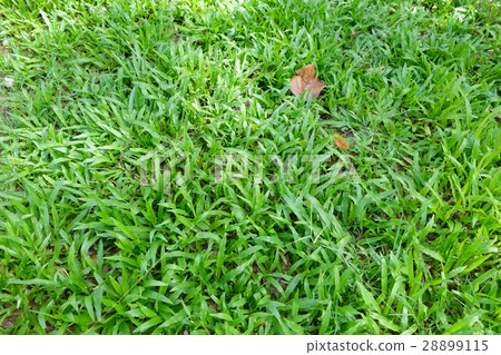 Green Grass in Garden Texture Background 28899115