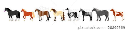 Horse banner color 28899669