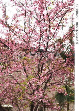 櫻花 櫻花 28900167