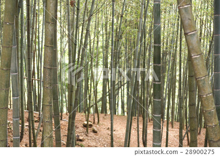  Bamboo grove 28900275