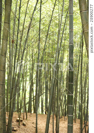  竹林 28900277