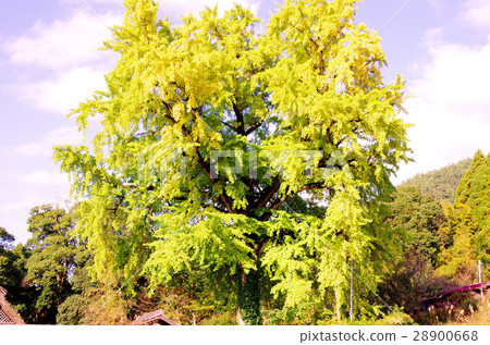 Ginkgo Ginkgo 28900668