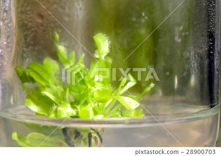 Tissue culture plant. Tissue culture plant. 28900703