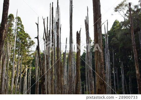 Forgetful forest 28900733