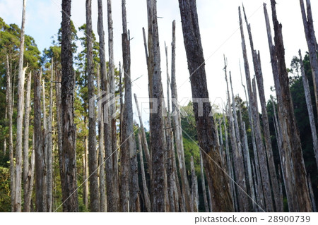 Forgetful forest 28900739