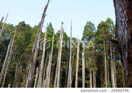 Forgetful forest Forgetful forest 28900746
