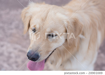 Portrait of a golden retriever dog 28901089